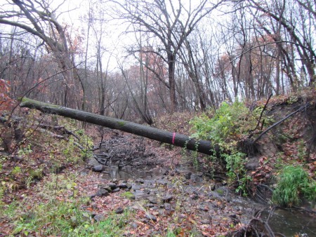 Image slide of Damage to outlet channel before tree removals.